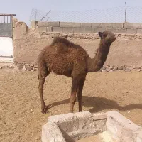 پنج نفر شتر|حیوانات مزرعه|سبزوار, ابارش|دیوار