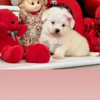 توله پامرانین خرسی|سگ|شیراز, شاپورجان|دیوار