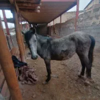 فروش کره مادیون24 ماهه