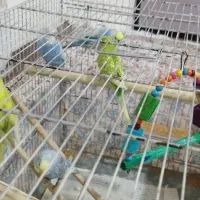 جوجه چهار ماهه