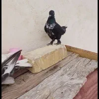 زاغ