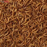 میلورم خشک میلورم زنده