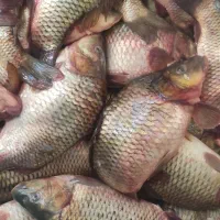 ماهی رودخانه ای
