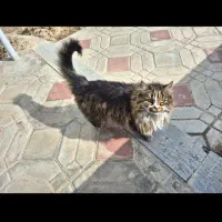 گربه پیدا شده