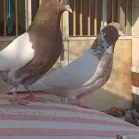 کبوتر کله ای سرخ