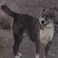 واگذاری سگ افغان 3ساله|سگ|مشهد, کوشک مهدی|دیوار