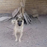 توله سگ اشپیتز