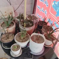 گل و گلدون