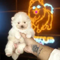 سگ جیبی ـ پامرانین ـ پودل ـ شیتزو ـ چاوچاو ـشیواوا