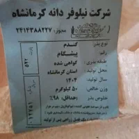 بذر گندم پیشگام آبی|گل و گیاه طبیعی|بیستون, |دیوار