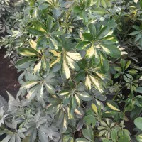 گلهای اپارتمانی|گل و گیاه طبیعی|کوچصفهان, |دیوار