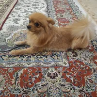 سگ پاتر روباهی