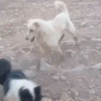 یک عدد سگ الابای معاوضع