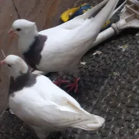 جوجه کفتر