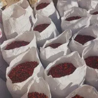 میوه نسترن