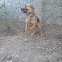 سگ نگهبان لاس