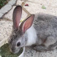 خرگوش