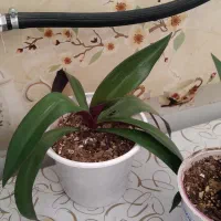 فروش گل طبیعی|گل و گیاه طبیعی|دورود, |دیوار