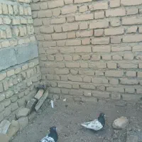 کفتر سینه سیاه|پرنده|بردسکن, |دیوار