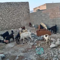 چند راس کهر نره و ماده