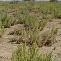 ۸ هکتار زمین زراعی