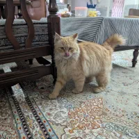 واگذاری گربه|گربه|اردکان, |دیوار