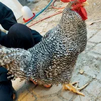 تخم نطفه دار و جوجه آمروک|حیوانات مزرعه|شیراز, اصلاح‌نژاد|دیوار