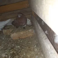 کفتر طوقی ماده با سرخ خوش ذات