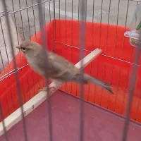 نروماده قناری