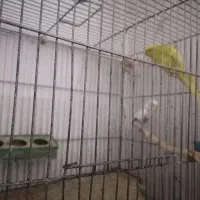 فروش قفس پرنده کارکرده