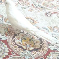 عروس هلندی دستی