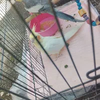 عروس هلندی سرحال و سالم