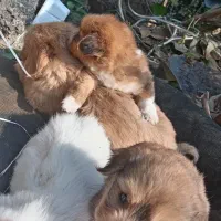 فروش سگ پاکوتاه|سگ|رحیمآباد, |دیوار