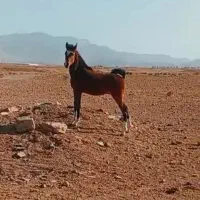 کره اسب