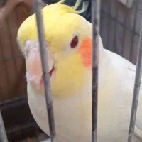 عروس هلندی ماده سخنگو