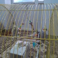 برای نگهداری