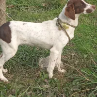 توله‌شکاری