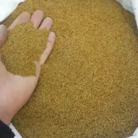 بذر یونجه