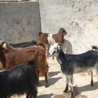 بز قصابی و داشتی