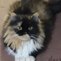 گربه پرشین ماده دارای شناسنامه پزشکی کاملآ دستی