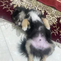 سگ پامرین|سگ|مشهد, هفت تیر (نه دره)|دیوار