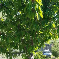 باغ کوهپایه
