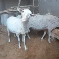 گوسفند لاکن اصل