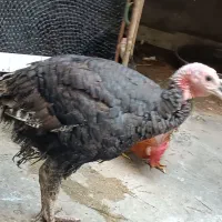 بوقلمو