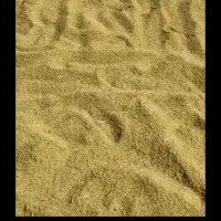 یه تن چلتوک  چمپافروشی