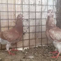 پرنده|پرنده|زابل, |دیوار