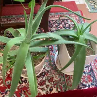 گل الوورا|گل و گیاه طبیعی|نهاوند, |دیوار