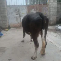 فروش گاو ابستن