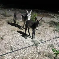 واگذاری اولاغ ماده و کره