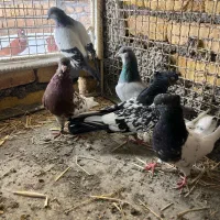 ۵ تا کفتر|پرنده|خرمآباد, |دیوار